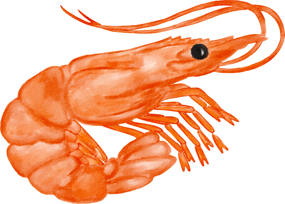 Shrimp watercolor illustration